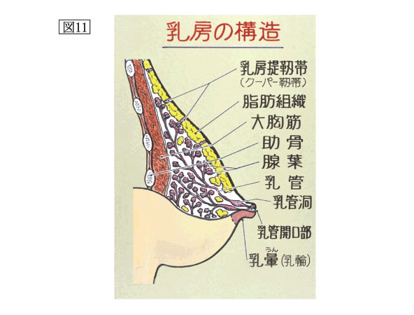 図11：乳房の構造